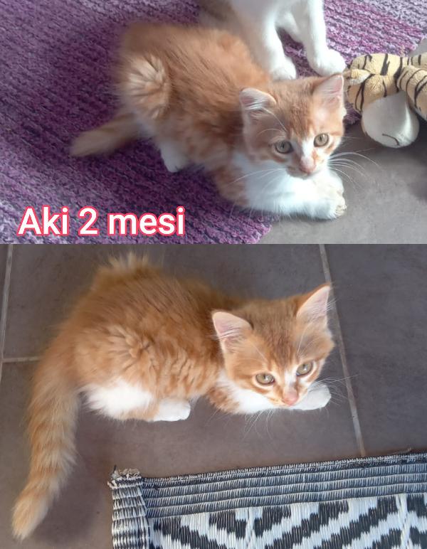 Troppi Gattini Senza Famiglia 
