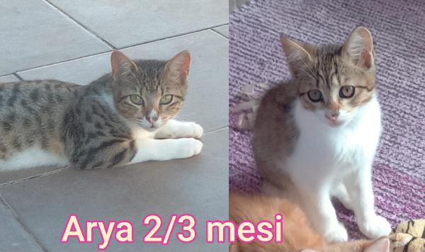 TROPPI GATTINI SENZA FAMIGLIA  Foto 2