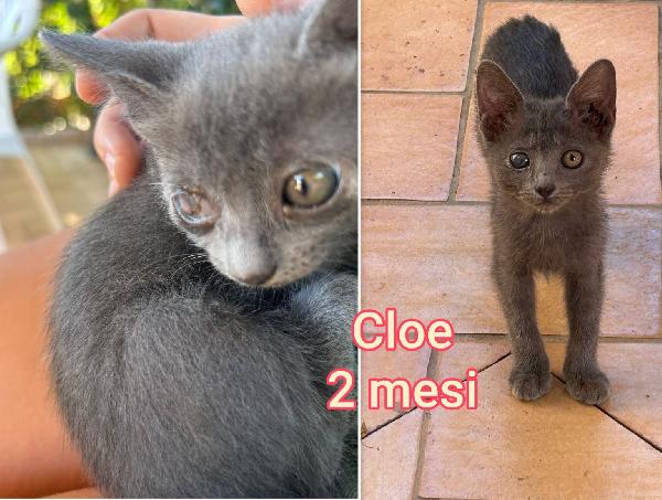 TROPPI GATTINI SENZA FAMIGLIA  Foto 3