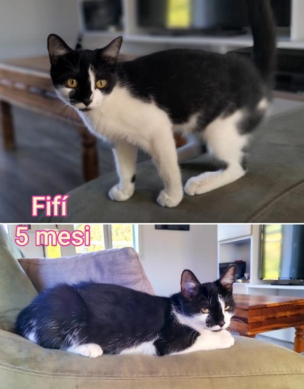 TROPPI GATTINI SENZA FAMIGLIA  Foto 6