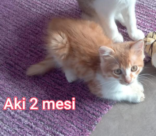 Adotta Un Micio