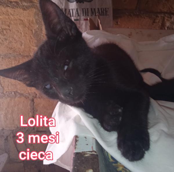 ADOTTA UN MICIO Foto 11