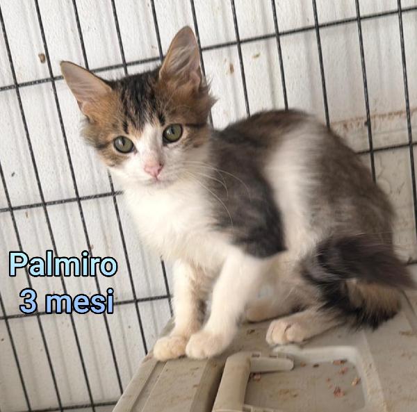 Gattini Bisognosi. Urgente 