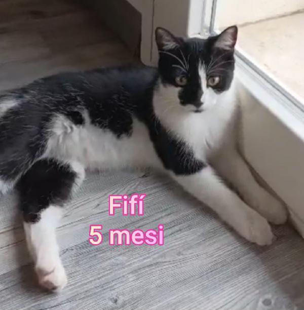 GATTINI BISOGNOSI. URGENTE  Foto 2