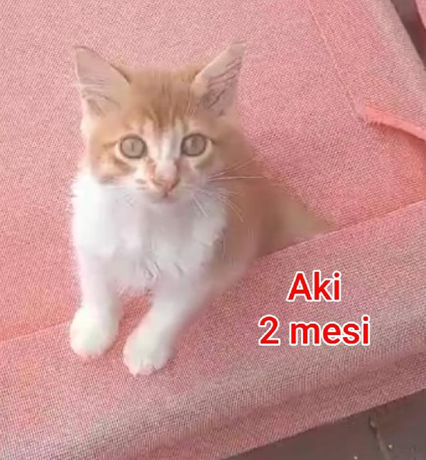 GATTINI BISOGNOSI. URGENTE  Foto 3