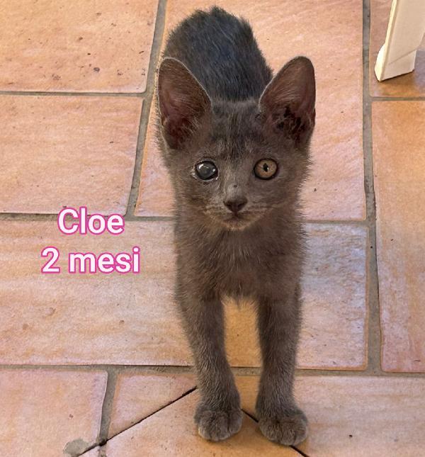 GATTINI BISOGNOSI. URGENTE  Foto 4