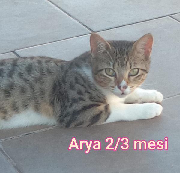 GATTINI BISOGNOSI. URGENTE  Foto 6