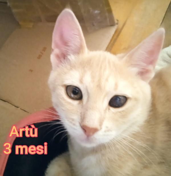 GATTINI BISOGNOSI. URGENTE  Foto 7