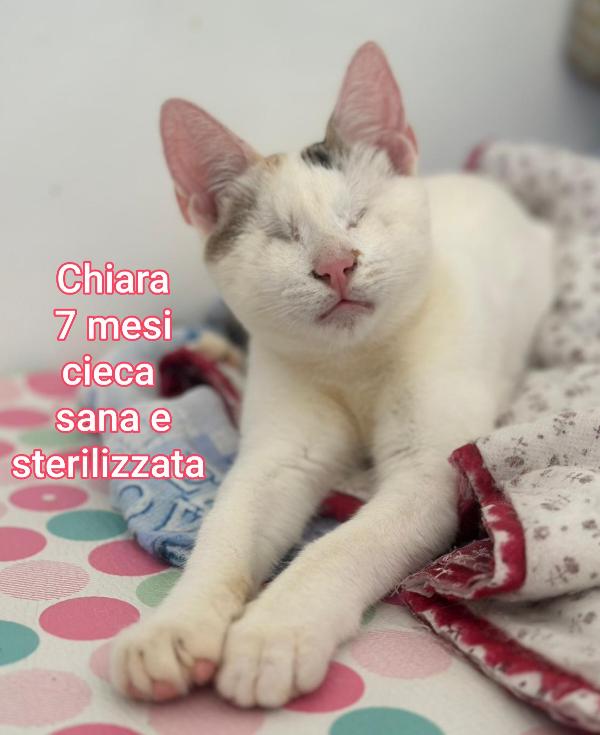 GATTINI BISOGNOSI. URGENTE  Foto 8