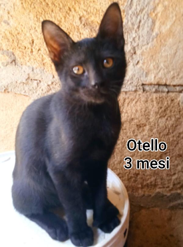 GATTINI BISOGNOSI. URGENTE  Foto 9