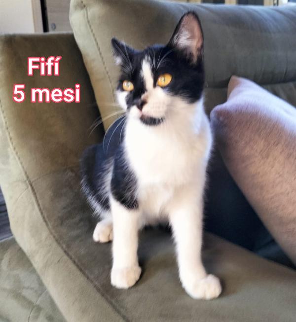 GATTINI BISOGNOSI. URGENTE  Foto 10