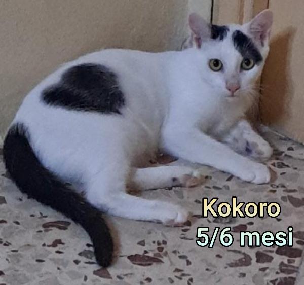 GATTINI BISOGNOSI. URGENTE  Foto 11