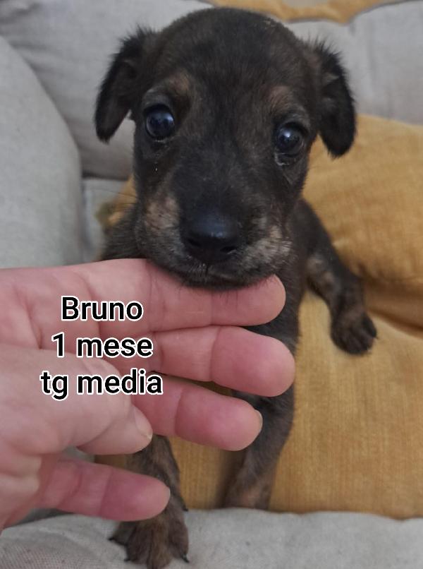 2 mesi: tenerissimi cucciolini Foto 2