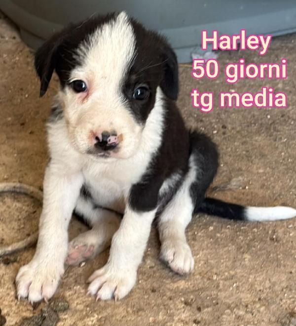 2 mesi: tenerissimi cucciolini Foto 3