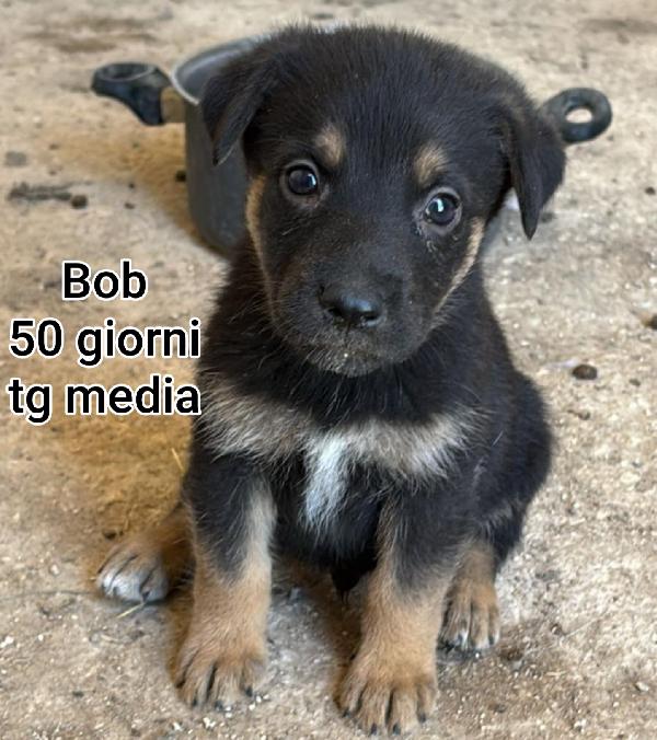 2 mesi: tenerissimi cucciolini Foto 5