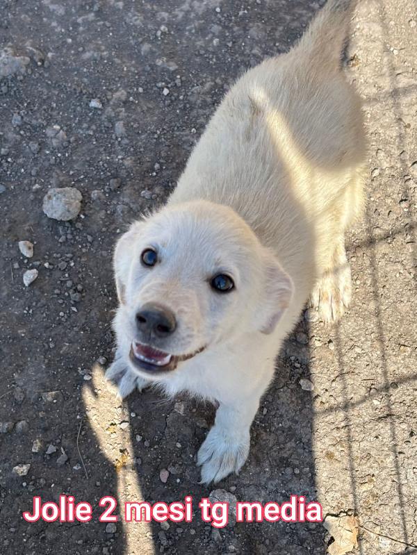 2 mesi: tenerissimi cucciolini Foto 7