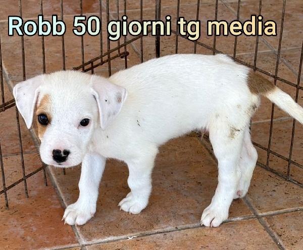 2 mesi: tenerissimi cucciolini Foto 8