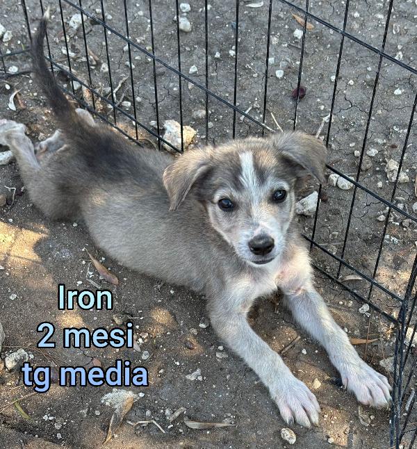 2 mesi: tenerissimi cucciolini Foto 9