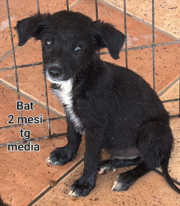 2 mesi: tenerissimi cucciolini Foto 11
