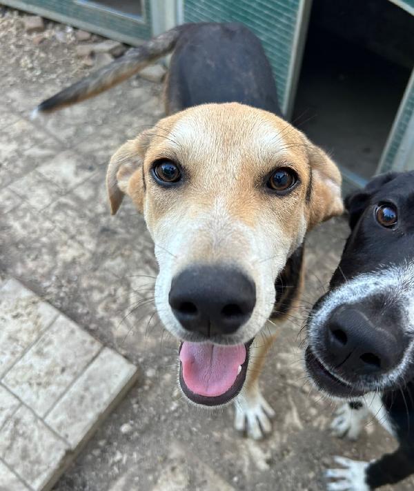Timo, Cucciolo Escluso Da Tutti