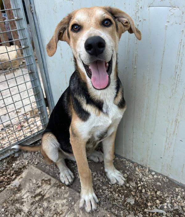 Timo, cucciolo escluso da tutti Foto 3