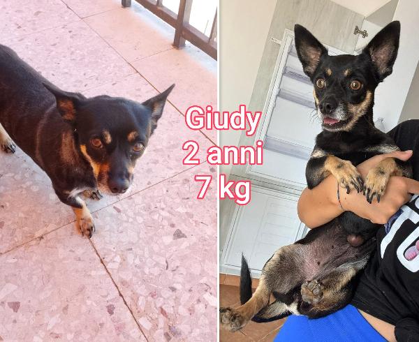 Cagnolini dai sei ai quindici chili Foto 7