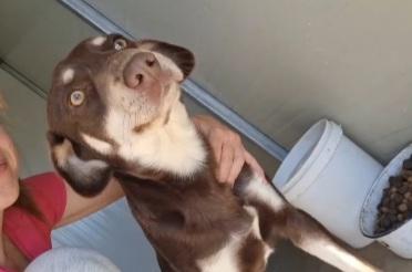 2anni medio piccolo occhi ambra in box da cucciolo Foto 3