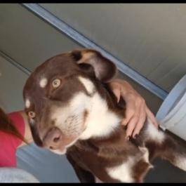 2anni medio piccolo occhi ambra in box da cucciolo Foto 4