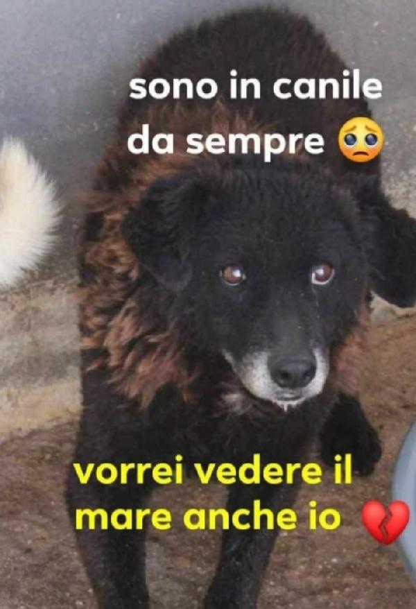 Nerina 10Anni Cieca In Canile Da Sempre Calabria