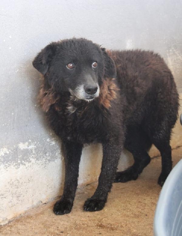 Nerina 10anni CIECA in canile da sempre CALABRIA Foto 2