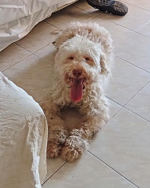 Flipper 10 anni lagotto romagnolo  Foto 2