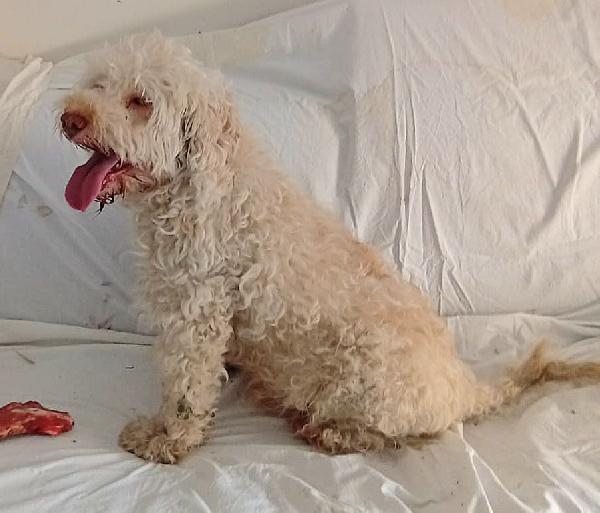 Flipper 10 anni lagotto romagnolo  Foto 3