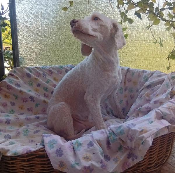 Flipper 10 anni lagotto romagnolo  Foto 4