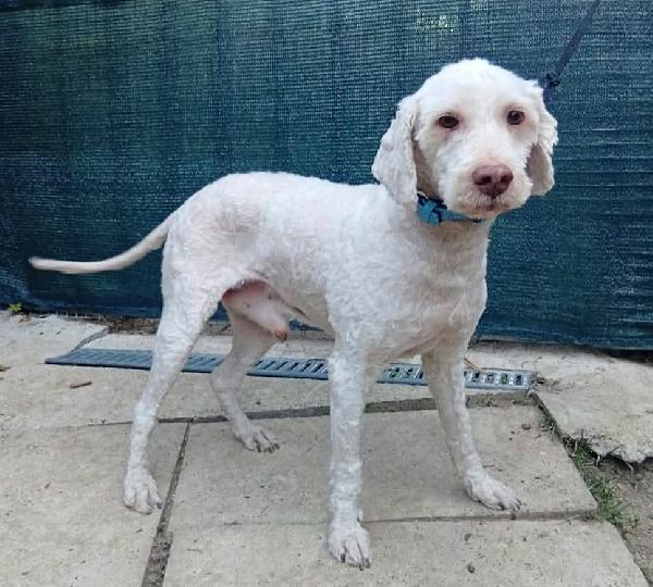 Flipper 10 anni lagotto romagnolo  Foto 5