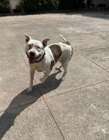 Sioux Pitbull femmina 4/5anni ha xso 1occhietto.CREMONA Foto 6