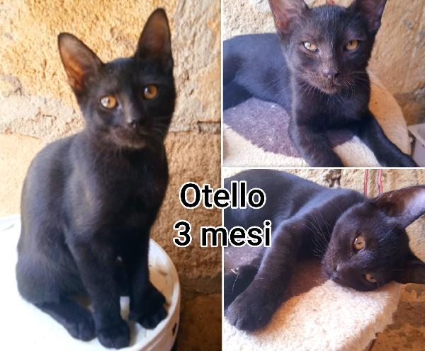 Telefona X Uno Di Questi Micini