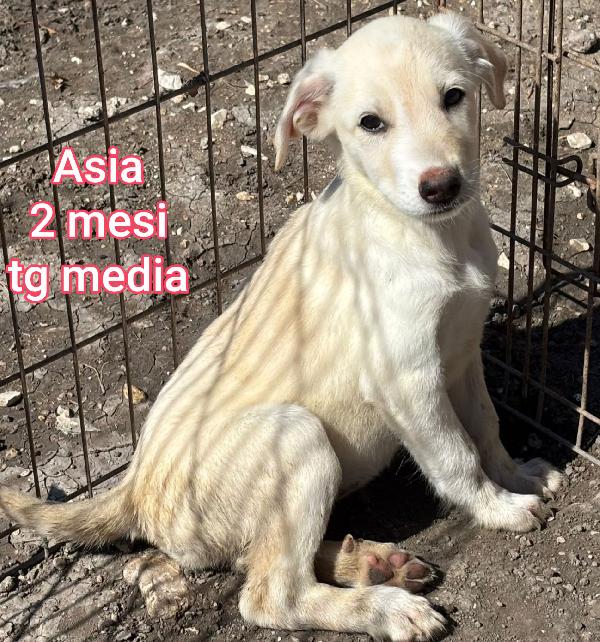 Due mesi: taglie medie Foto 3