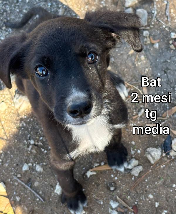 Due mesi: taglie medie Foto 4