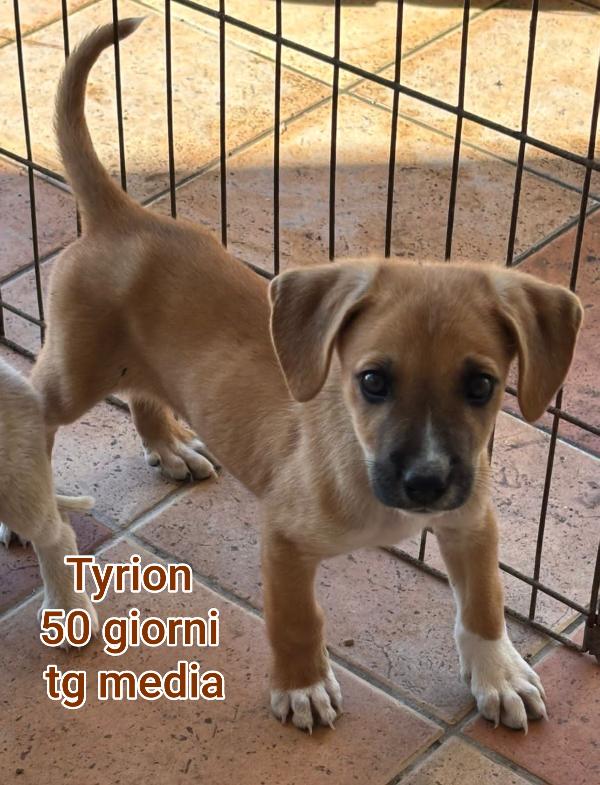 Due mesi: taglie medie Foto 6