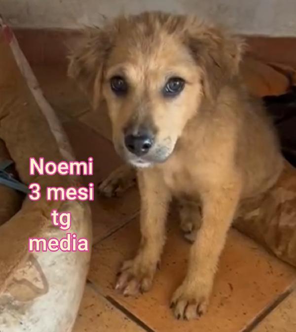 Due mesi: taglie medie Foto 9