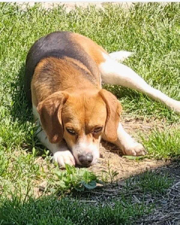 Beagle 2Anni/2Anni E 1/2 Prov.alessandria