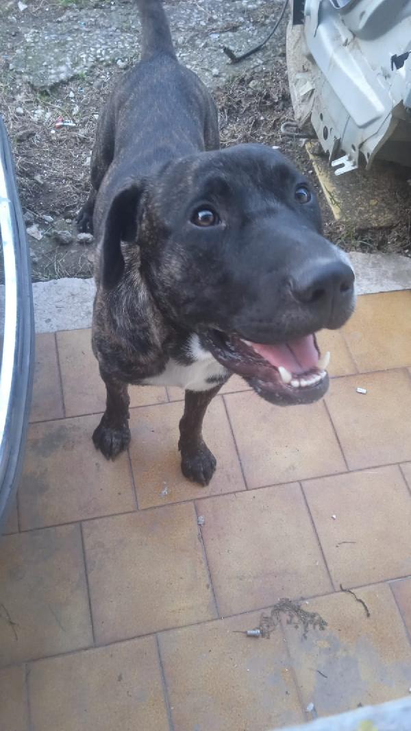 Adotta Il Piccolo Shiko
