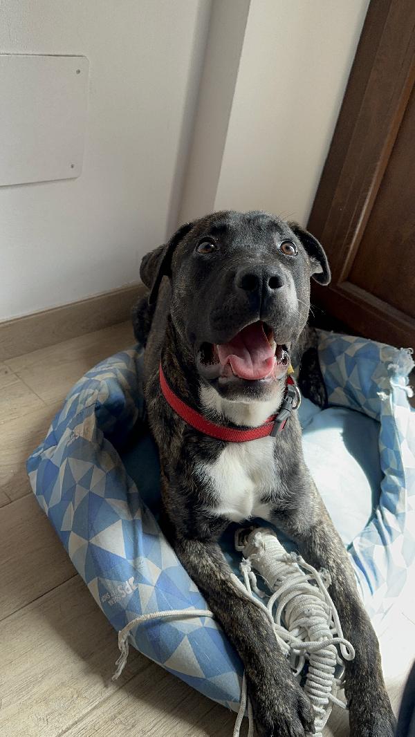 Adotta il piccolo Shiko Foto 2