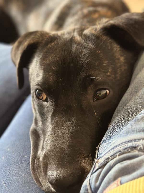 Adotta il piccolo Shiko Foto 3