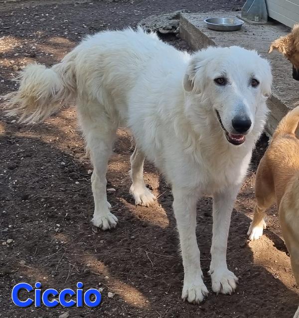 Ciccio Giovane Maschio Pastore Abruzzese