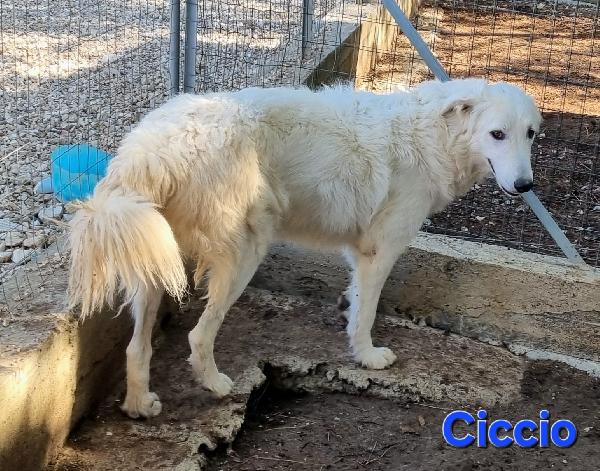 CICCIO GIOVANE MASCHIO PASTORE ABRUZZESE Foto 3