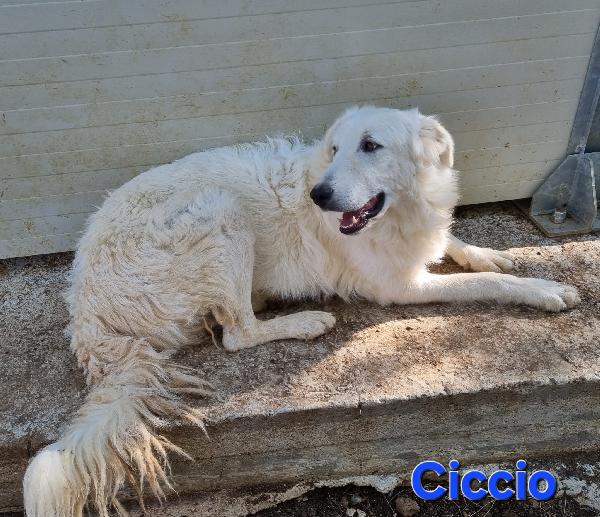 CICCIO GIOVANE MASCHIO PASTORE ABRUZZESE Foto 4