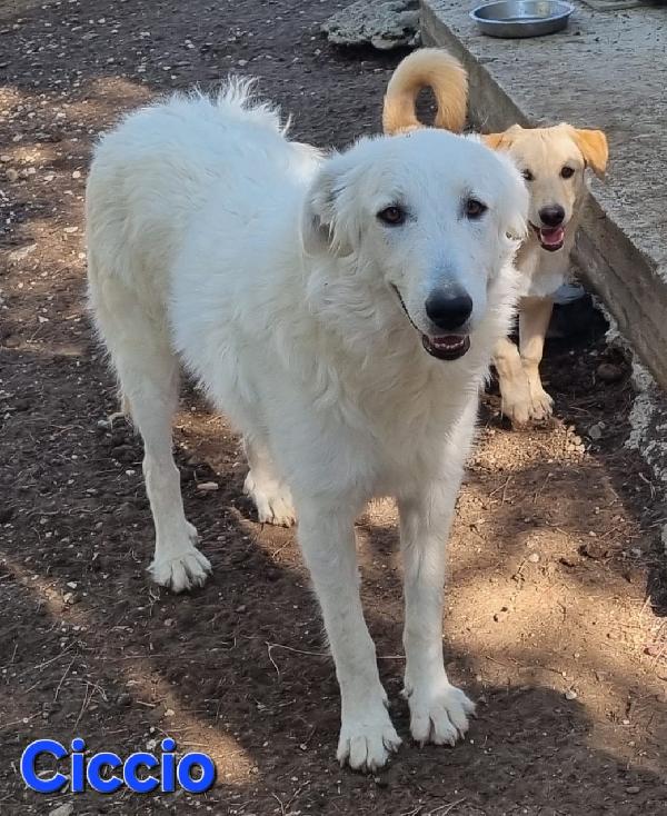 CICCIO GIOVANE MASCHIO PASTORE ABRUZZESE Foto 5