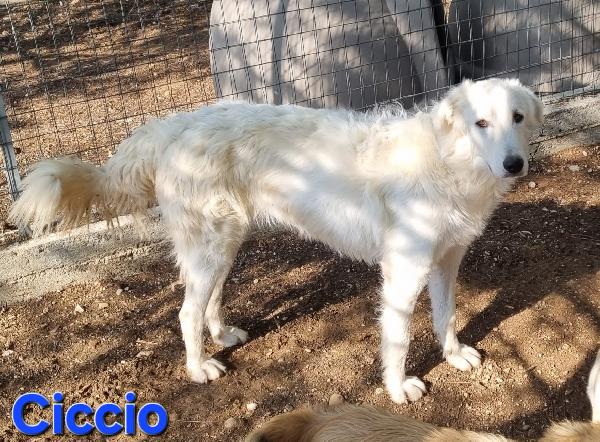 CICCIO GIOVANE MASCHIO PASTORE ABRUZZESE Foto 6