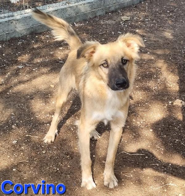 Corvino Cucciolone Maschio Simil Volpino